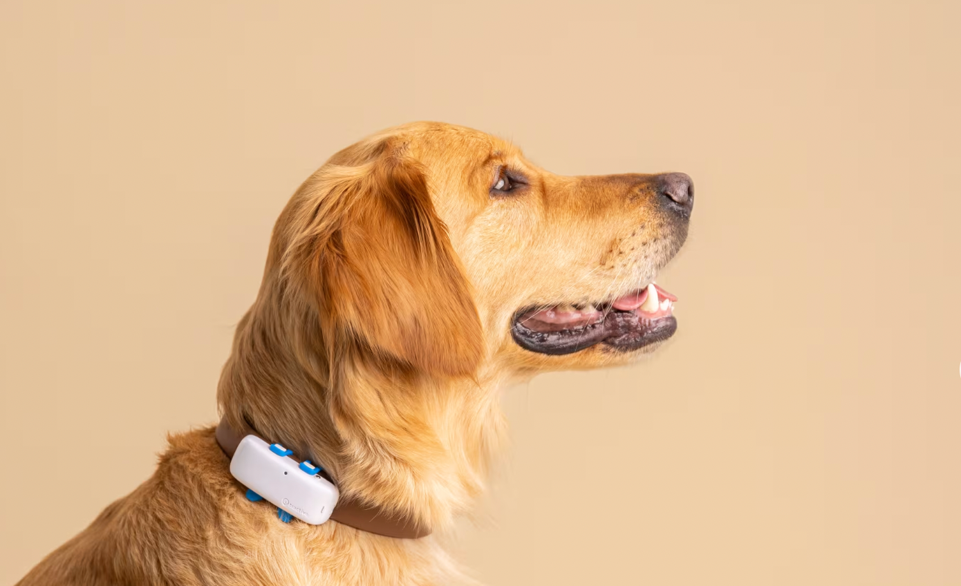 Collier Tracker GPS Chien