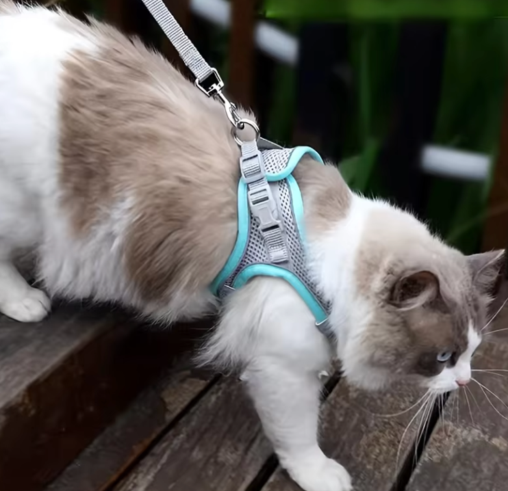 Harnais Chat Anti Fugue