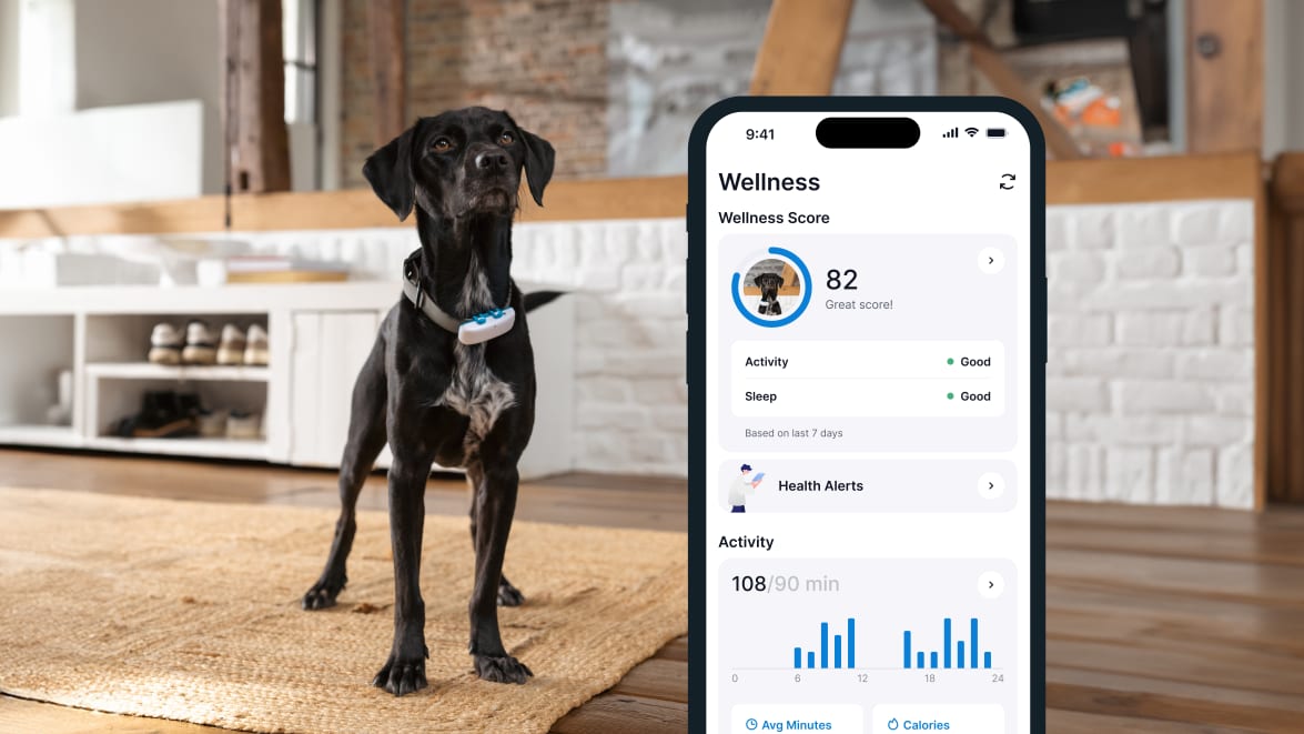 Collier Tracker GPS Chien