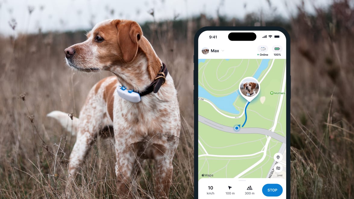 Collier Tracker GPS Chien