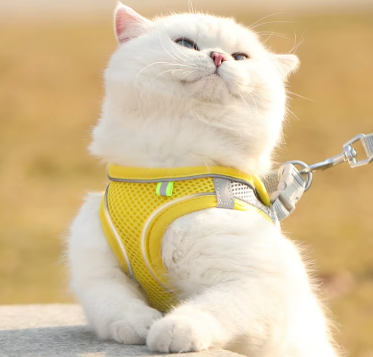 Harnais Chat Anti Fugue
