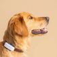 Collier Tracker GPS Chien