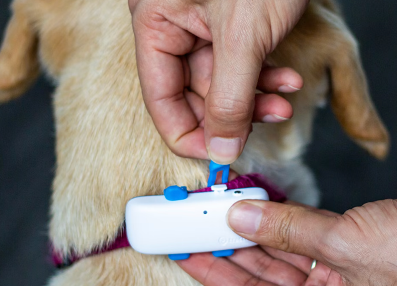 Collier Tracker GPS Chien