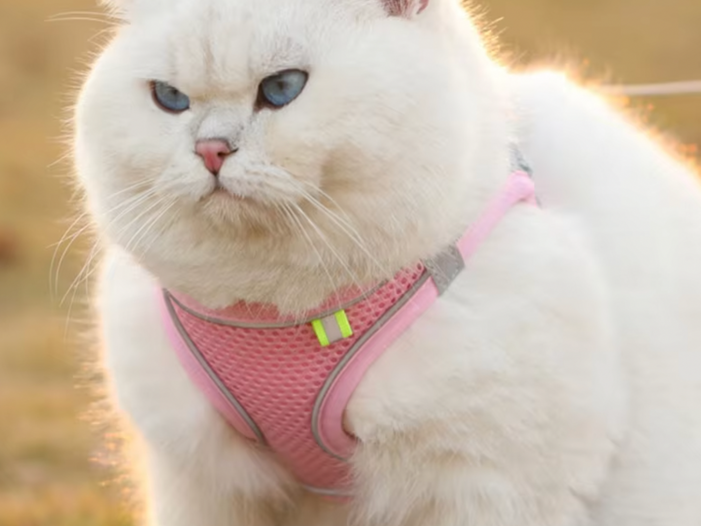 Harnais Chat Anti Fugue