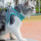 Harnais Chat Anti Fugue