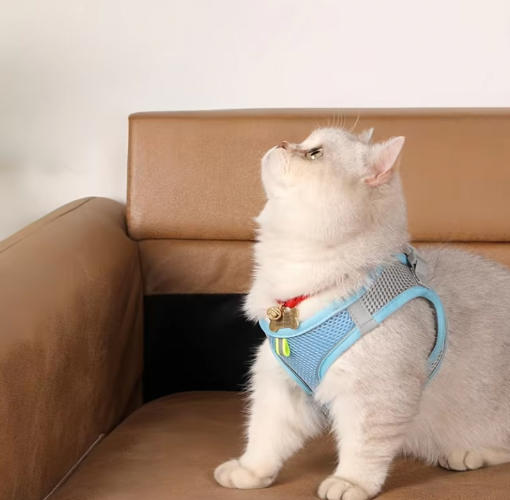 Harnais Chat Anti Fugue