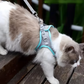 Harnais Chat Anti Fugue