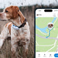 Collier Tracker GPS Chien